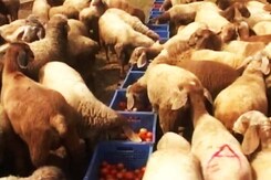 When Cash Crunch Led To A Tomato Feast For Sheep In Karnataka When Cash Crunch Led To A Tomato Feast For Sheep In Karnataka