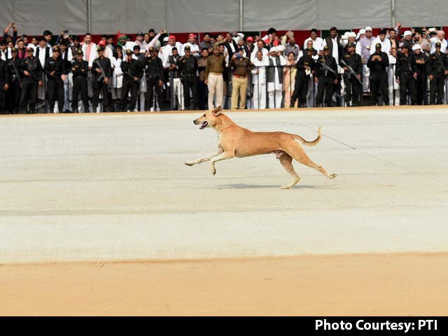 Video : Stray Dog Problem During Jet Landing On New Agra-Lucknow Expressway