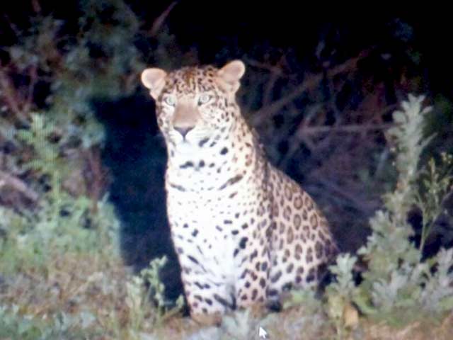 दिल्ली के बायो डायवर्सिटी पार्क में दिखा तेंदुआ