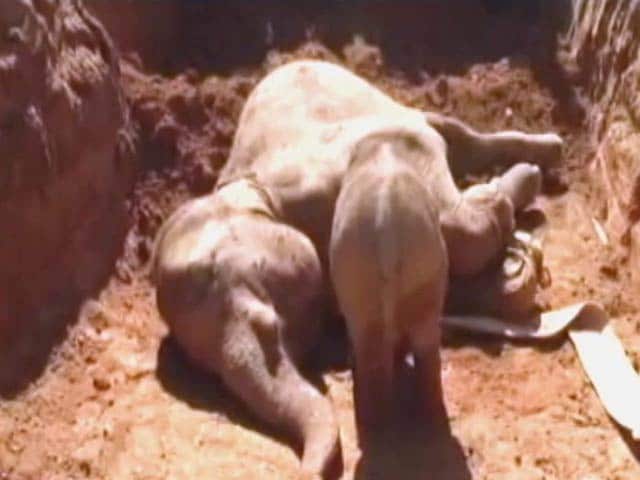 Video : Elephant Calf Refuses To Leave Mother Who Died Trying To Save Him