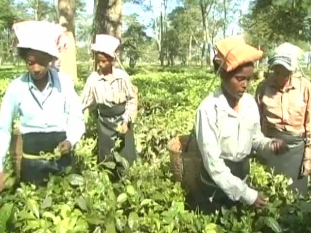 Video : Not Short On Cash, Why Assam Tea Workers Still Don't Have Money For Food
