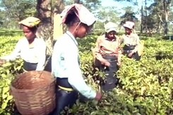 असम के चाय बागानों के मजदूरों पर नोटबंदी का असर असम के चाय बागानों के मजदूरों पर नोटबंदी का असर