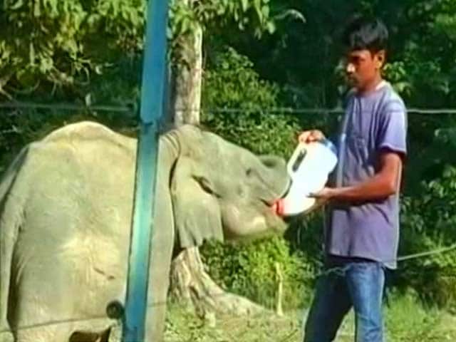 Assam's Elephants At Risk As Man-Animal Conflict On The Rise