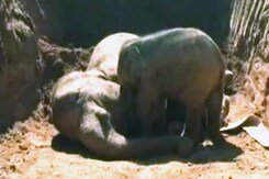 असम में हथिनियों के मारे जाने की घटनाएं बढ़ीं असम में हथिनियों के मारे जाने की घटनाएं बढ़ीं