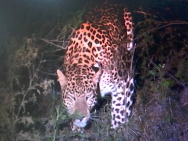 दिल्ली : यमुना बायो डायवर्सिटी पार्क में पिछले हफ्ते दिखा तेंदुआ अब तक पकड़ से बाहर