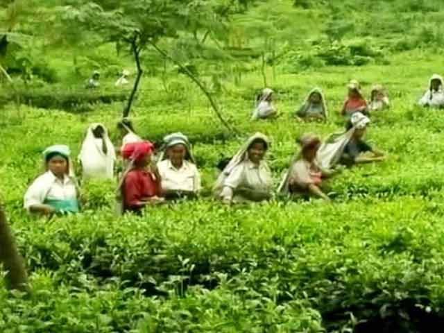 Video : Always Paid In Cash, Bengal Tea Garden Workers Open First Bank Accounts