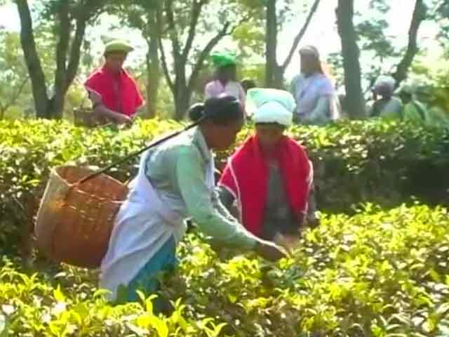 Video : In Assam's Tea Gardens, Currency Ban Stirs Up A Cup Of Trouble