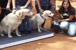 A Walk For The Homeless Dogs In Bengaluru A Walk For The Homeless Dogs In Bengaluru