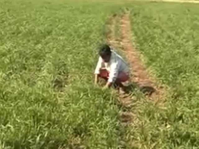 सरकार ने गेहूं पर आयात शुल्क हटाया, किसान चिंतित