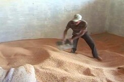 Bhopal Farmers Hit Hard After Centre Scraps Import Duty On Wheat Bhopal Farmers Hit Hard After Centre Scraps Import Duty On Wheat