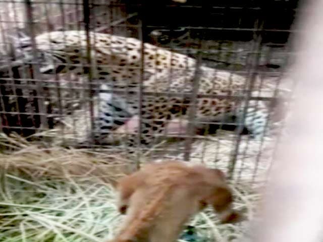 Video : दिल्ली : यमुना बायो डायवर्सिटी पार्क में पकड़ा गया तेंदुआ