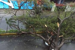 Cars Wrecked, Tress Uprooted As Cyclone Vardah Strikes Near Chennai Cars Wrecked, Tress Uprooted As Cyclone Vardah Strikes Near Chennai