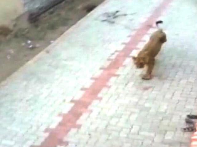Video : Lioness Strays Into Village; Captured In Amreli District Of Gujarat