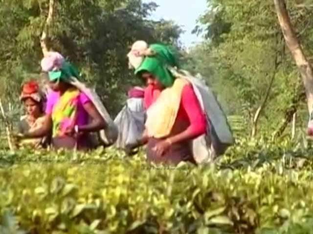 Note Ban Deadline Ends, Ordeal Of Assam's Tea Garden Workers Continue