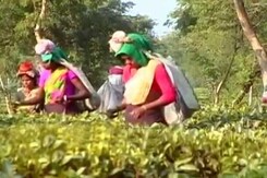 Note Ban Deadline Ends, Ordeal Of Assam's Tea Garden Workers Continue Note Ban Deadline Ends, Ordeal Of Assam's Tea Garden Workers Continue
