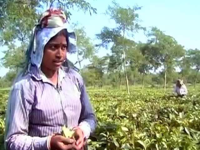 Videos : चाय बगानों में काम करने वाली महिलाओं पर नोटबंदी का असर