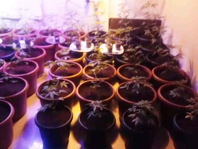 In A Hyderabad Home, A Mini Nursery Stuns Cops. It Grew Marijuana