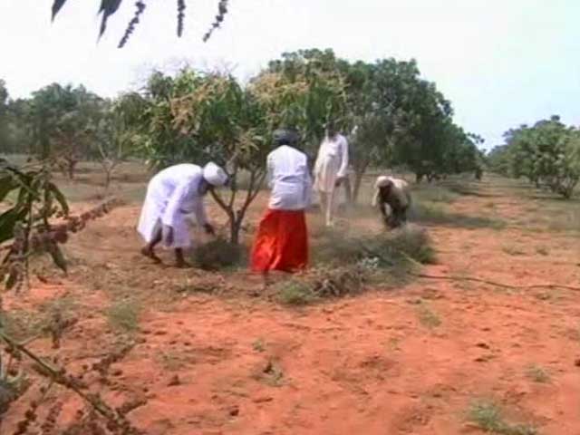 Video : In Tamil Nadu, Sikh Farmers Turn Barren Land Into Orchards