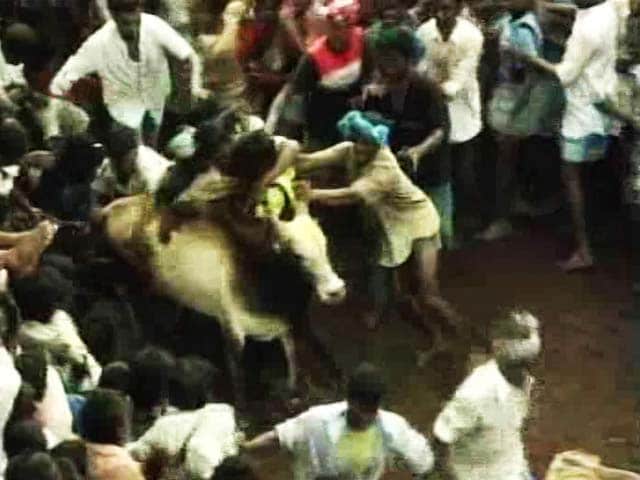 Video : For Jallikattu In Pongal, Panneerselvam Asks PM Modi To Issue Executive Order