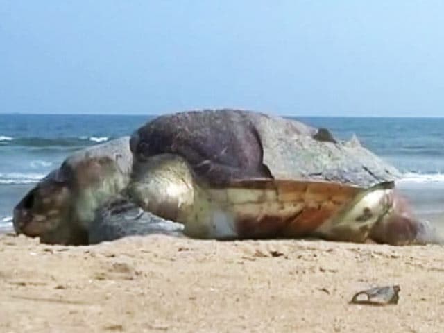 Video : 30 Olive Ridley Turtles Found Dead On Chennai Beaches