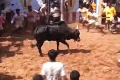 'Will Ensure Jallikattu Is Held,' Promises Chief Minister O Panneerselvam 'Will Ensure Jallikattu Is Held,' Promises Chief Minister O Panneerselvam