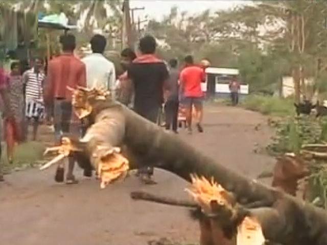 Chennai's Green Crusaders