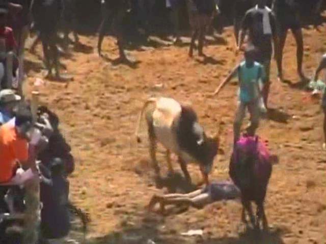 In Tamil Nadu, Group Holds Mini-Jallikattu Defying Supreme Court Order