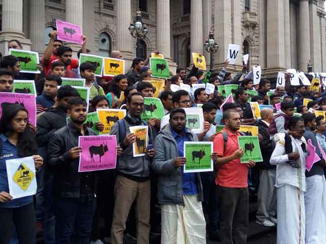 Tamil Nadu Not Ready To Celebrate Pongal Without Jallikattu