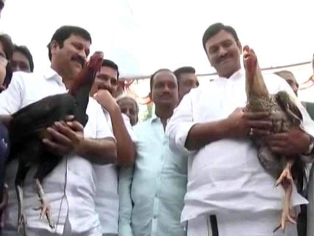 Video : Despite Ban, 'Recreational Sport' Cockfight A Huge Hit In Andhra Pradesh