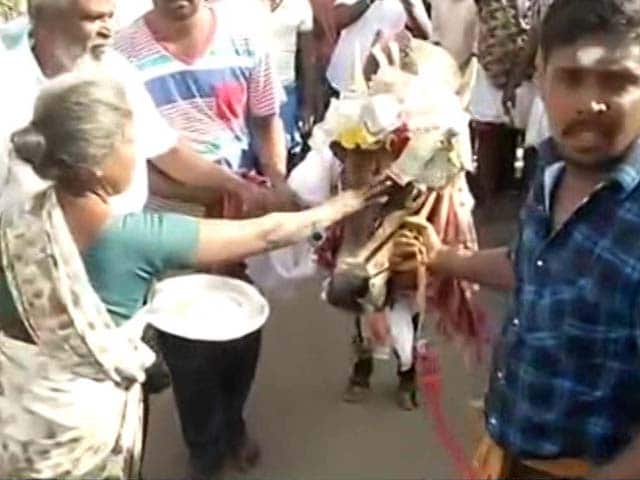 Video : Tradition Trumps Law As Tamil Nadu's Madurai Holds Jallikattu