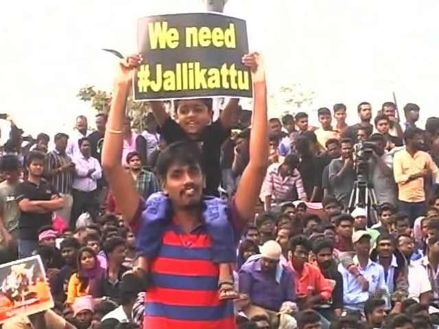 Video : After 48-Hour Jallikattu Protest, A Deadline Has Gone, Over To Chief Minister