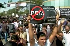 बड़ा हुआ जल्लीकट्टू पर पाबंदी का सवाल, प्रदर्शन जारी बड़ा हुआ जल्लीकट्टू पर पाबंदी का सवाल, प्रदर्शन जारी