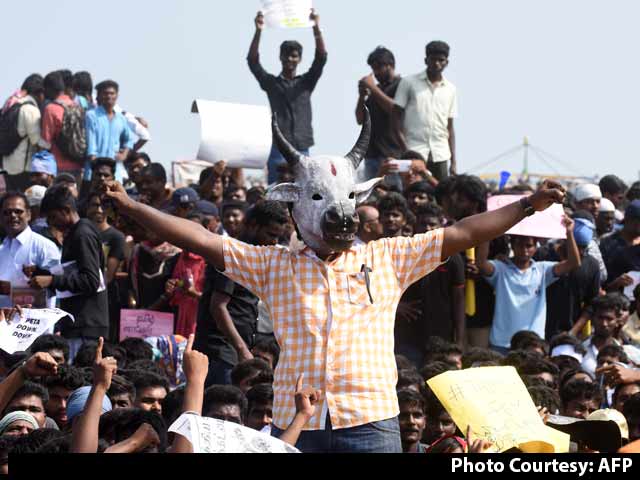 Video : As Jallikattu Protests Swell, Tamil Nadu Looks At Legal Way Out