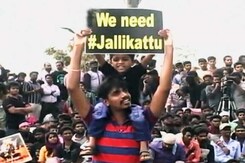 जल्लीकट्टू पर केंद्र की मांग स्वीकार, एक हफ्ते तक फैसला नहीं सुनाएगा सुप्रीम कोर्ट जल्लीकट्टू पर केंद्र की मांग स्वीकार, एक हफ्ते तक फैसला नहीं सुनाएगा सुप्रीम कोर्ट