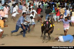 Tamil Nadu Ordinance Allowing Jallikattu Cleared By Law Minister Tamil Nadu Ordinance Allowing Jallikattu Cleared By Law Minister