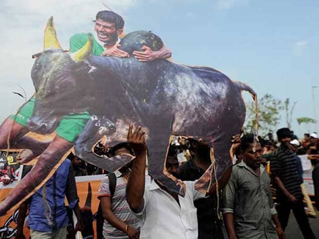 Video : Order Allowing Jallikattu Moves Up The Ranks To The President