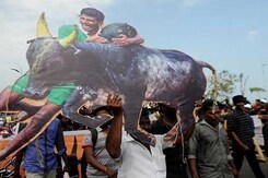 Order Allowing Jallikattu Moves Up The Ranks To The President Order Allowing Jallikattu Moves Up The Ranks To The President