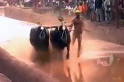 After Jallikattu, Protests For Karnataka's Kambala Gain Steam After Jallikattu, Protests For Karnataka's Kambala Gain Steam