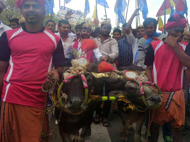 जल्लीकट्टू की तर्ज पर कर्नाटक में 'कंबला' की मांग तेज