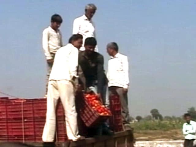 Videos : गुजरात के किसानों को नहीं मिल रहे टमाटर के खरीदार, सड़क किनारे छोड़कर जा रहे हैं पैदावार