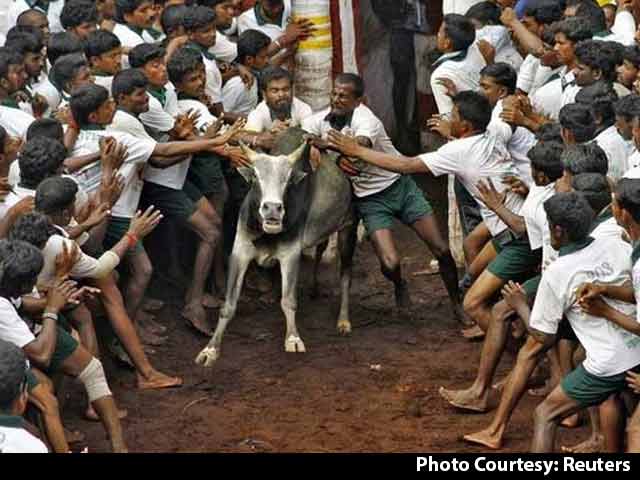 No Stay On Tamil Nadu Law Allowing Jallikattu: Supreme Court No Stay On Tamil Nadu Law Allowing Jallikattu: Supreme Court