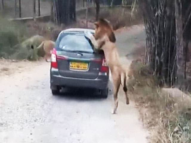 Video : When A Lion Got Up Close And Personal With Car Full Of Tourists