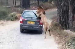 When A Lion Got Up Close And Personal With Car Full Of Tourists When A Lion Got Up Close And Personal With Car Full Of Tourists