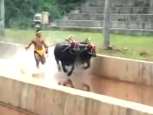 Reintroduce Kambala? First Say It Right, Insists Siddaramaiah