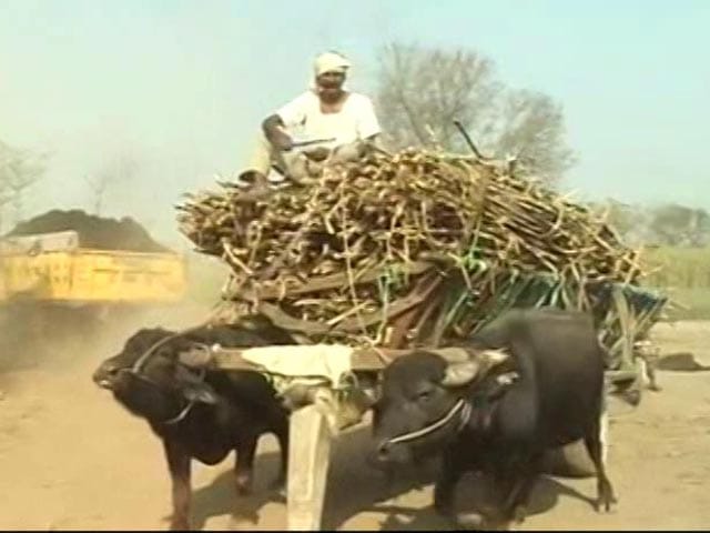 Video : UP Election 2017: In Sugar Belt, Farmers Sour About Cane Dues