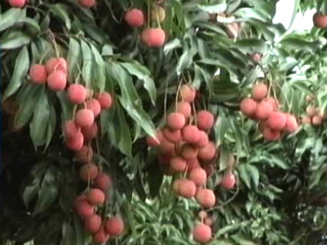 'Killer' Litchi The Cause Of Mystery Deaths In Muzzarfarpur