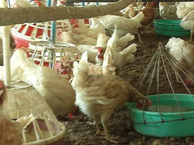 Video : After PETA Report On Cruelty To Chickens, A Glimpse Of Haryana's Poultry Farms