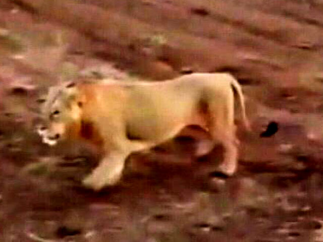 गुजरात: तीन शेर गिर के जंगल से आए, गांव में घूमे और वापस चले गए