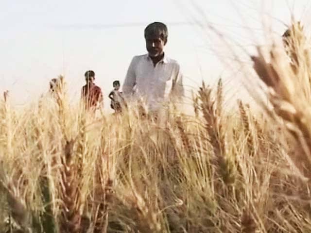 Video : Deadly Wheat Disease Enters India Through Porous Bangladesh Border