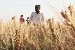 Deadly Wheat Disease Enters India Through Porous Bangladesh Border Deadly Wheat Disease Enters India Through Porous Bangladesh Border